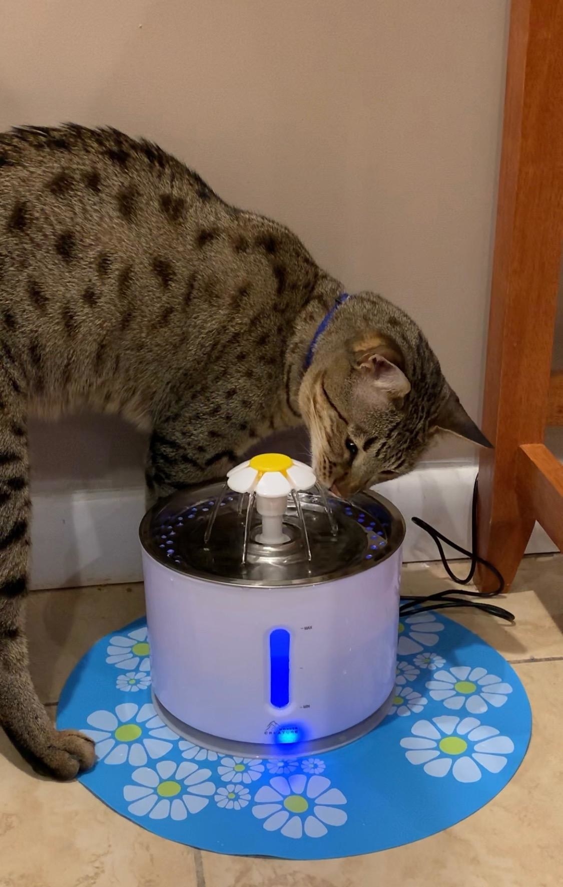 a cat drinking from the white automatic water fountain